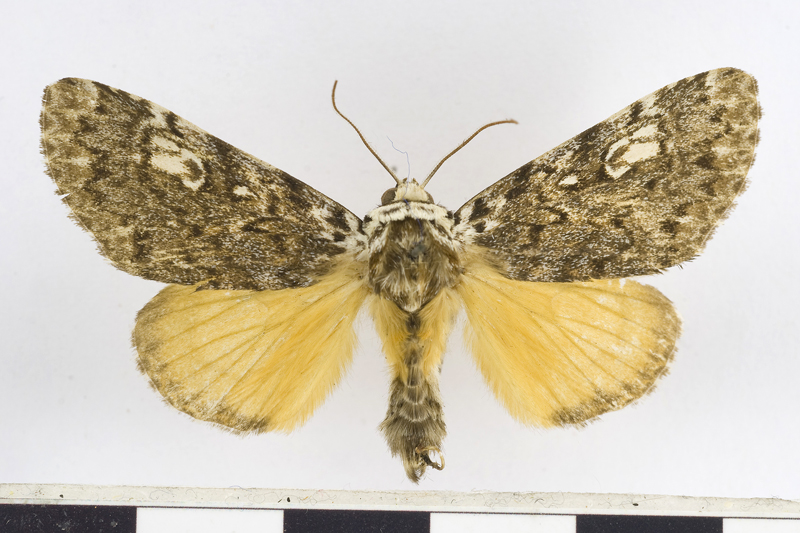 Trisuloides subflava